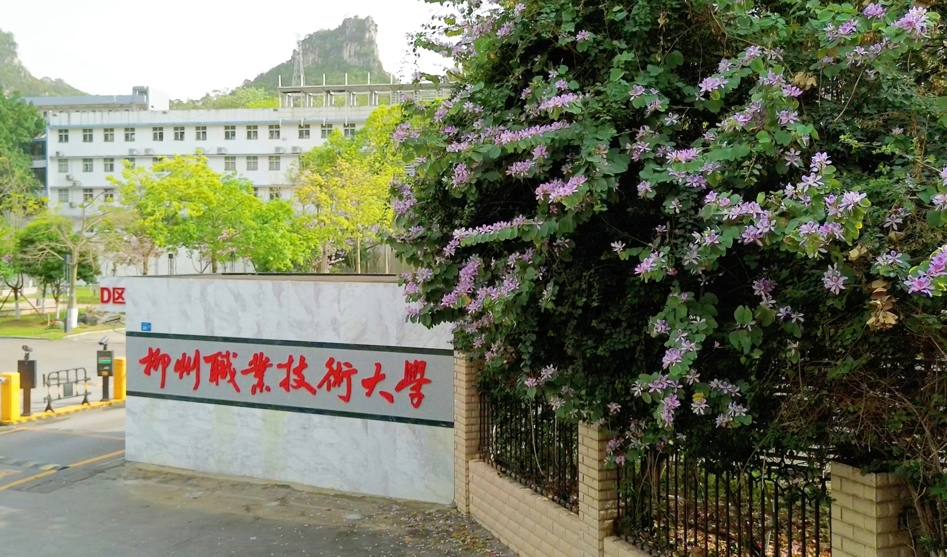 花与柳职大